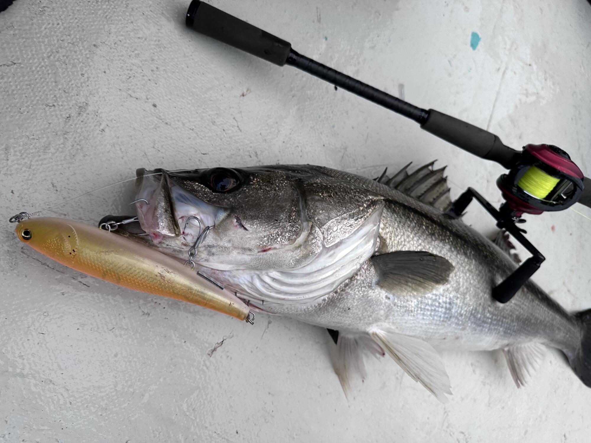 画像：Bullet Mullet Fの特長4