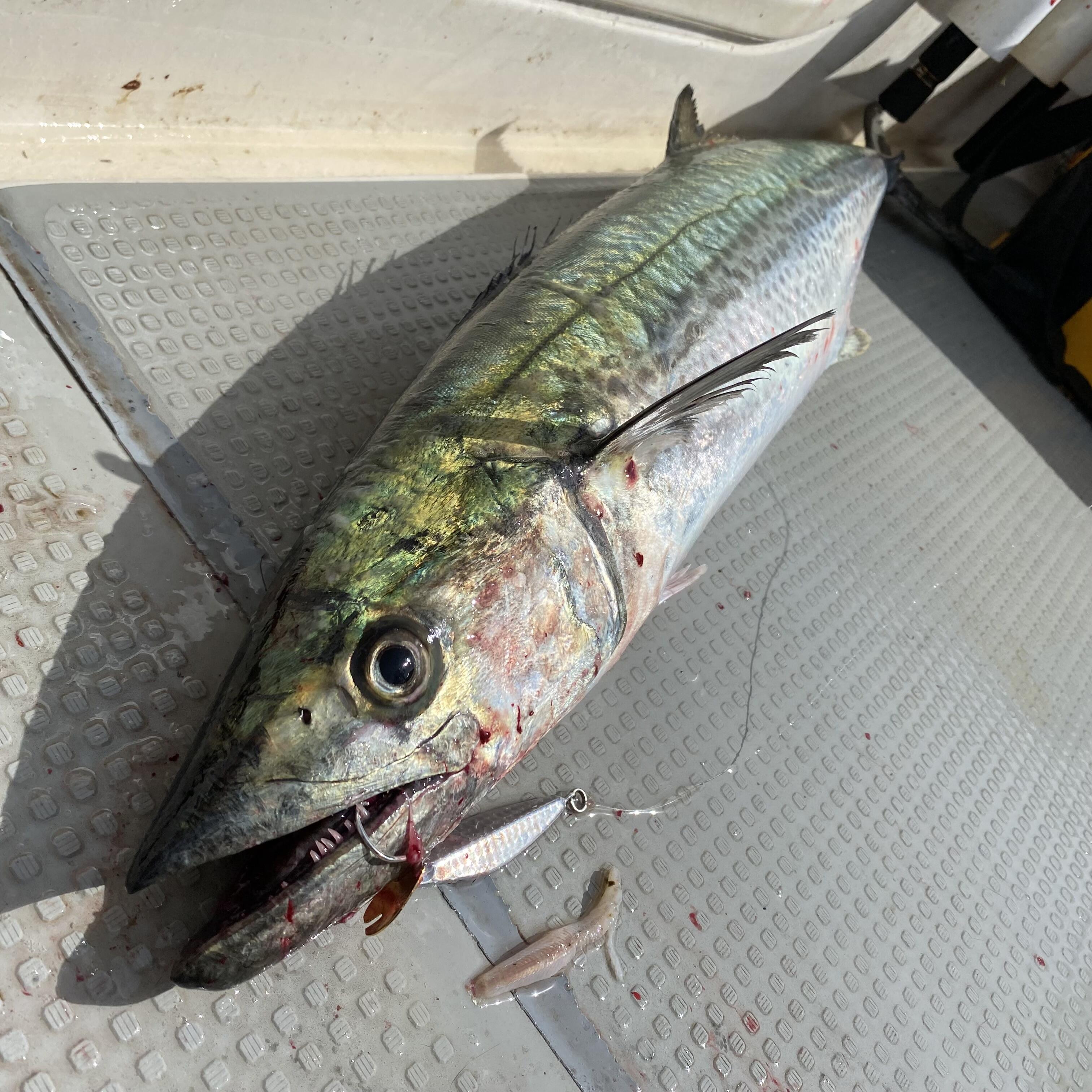 Skid Blade (スキッドブレード）｜AbuGarcia｜釣具の総合