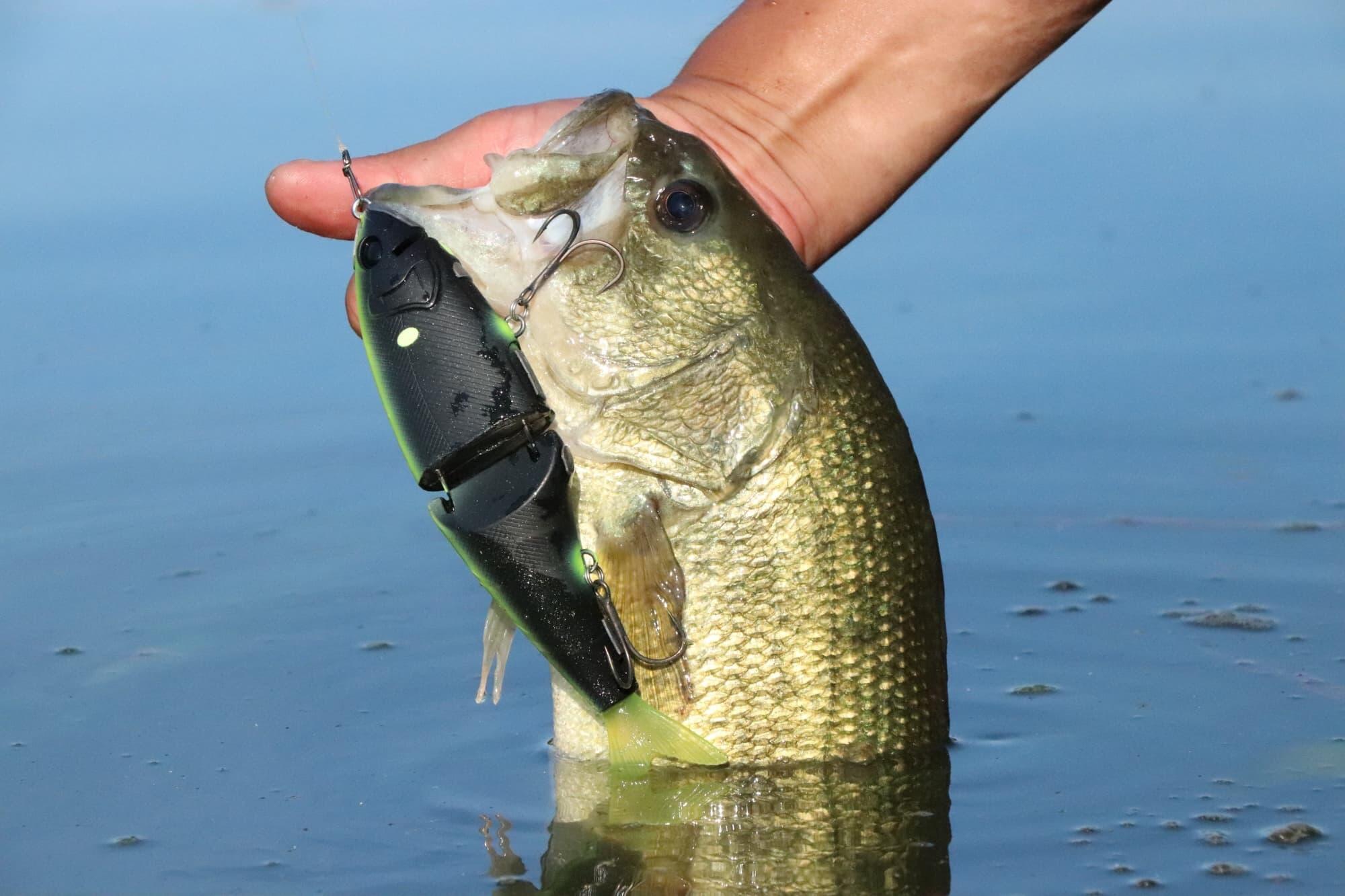 BEAST175Fの2026年限定カラー「コスモブラックチャートリュース」