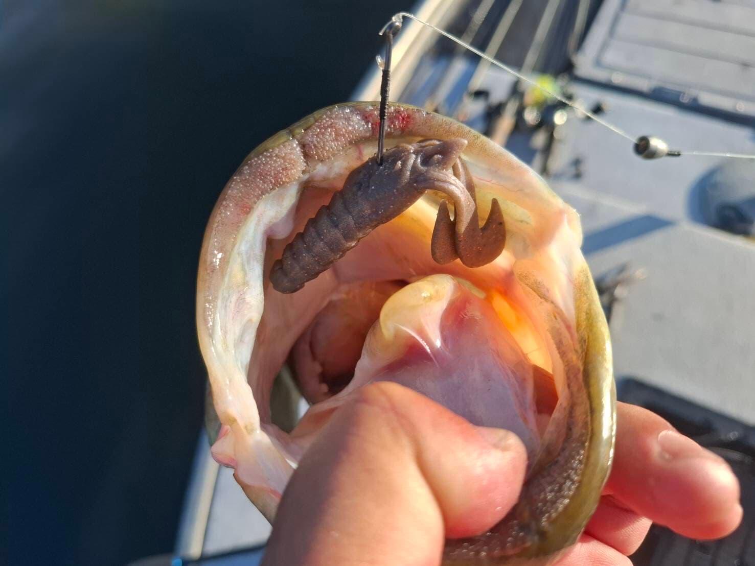 釣果・イメージ写真3