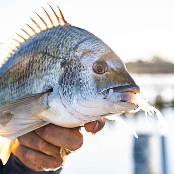 Gulp! Salty Nipper