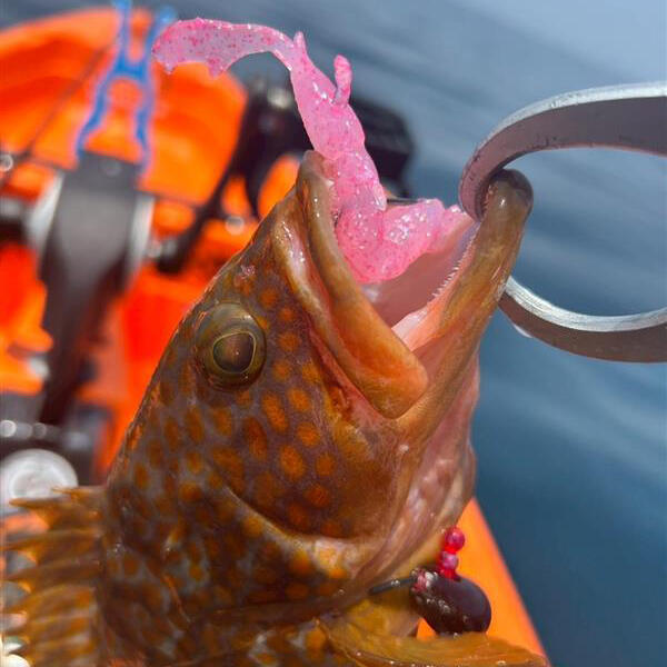 Gulp! Salty Nipper