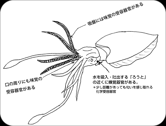 イカの味覚と嗅覚